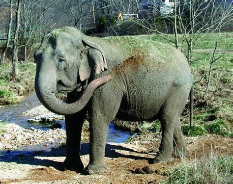 delhi the elephant spielen|Delhi the Elephant .